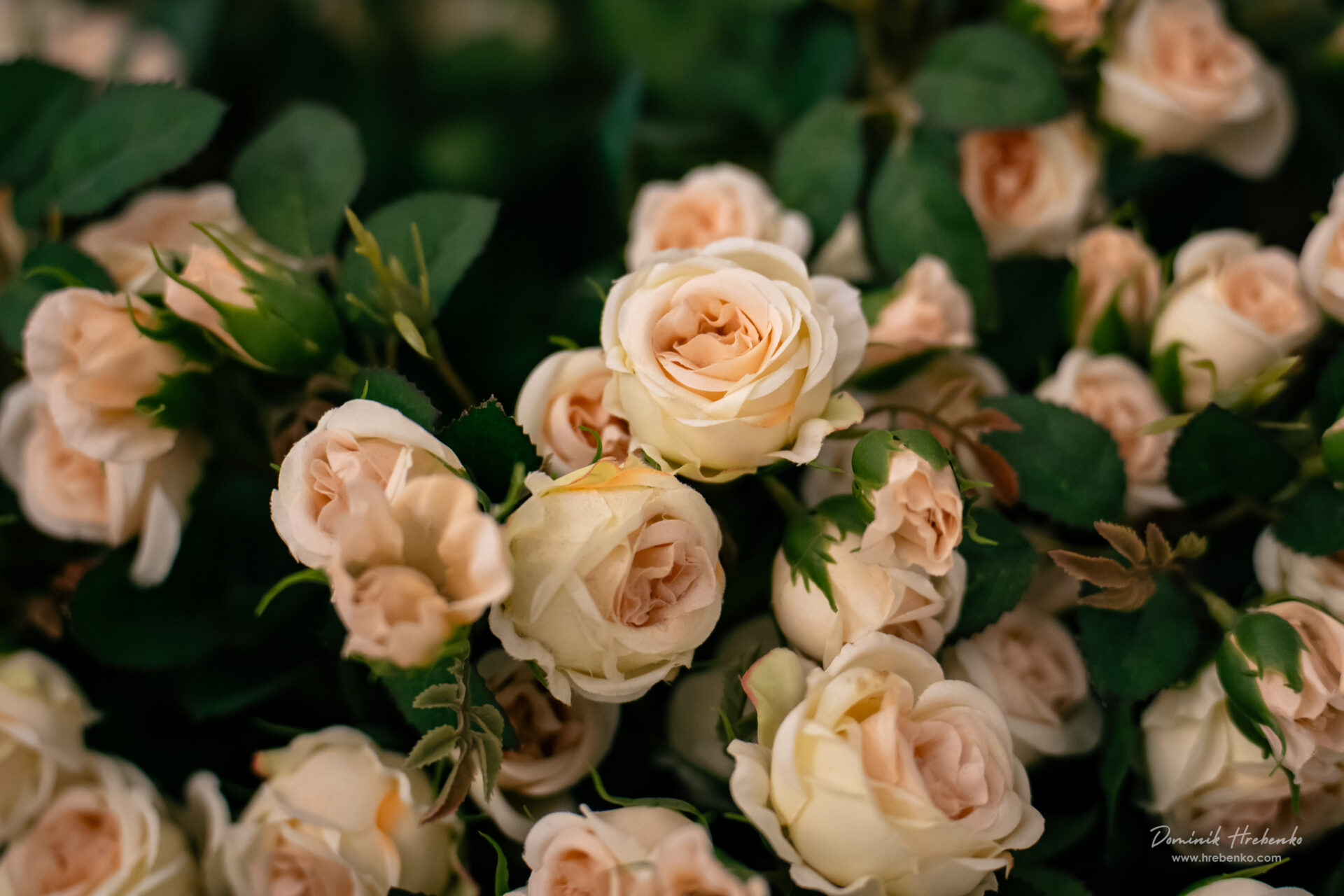 Sylwia & Marek-68